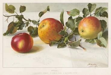 Apples