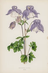 Aquilegia Alpina