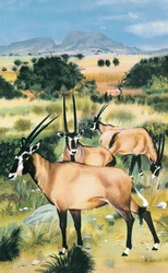 Arabian oryx