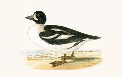 Arctic Garrot, illustration from 