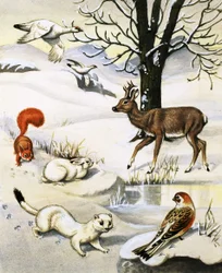 Assorted Animals in the Winter