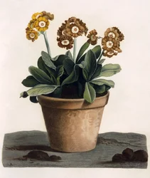 Auricula in a Pot, c.1840s