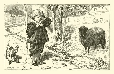 Baa, Baa, Black Sheep