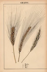 Barley, Bere and Rye Grass, from 