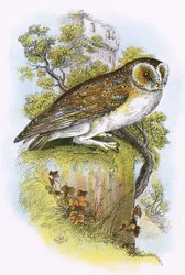 Barn Owl