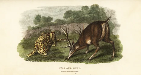 Battle Between a Red Deer Stag and a Hunting Tiger