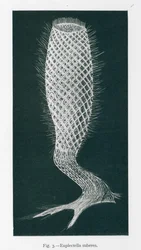 Beauties of Nature: Euplectella Suberea