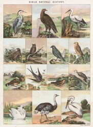 Bible Natural History