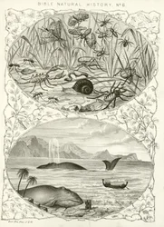 Bible natural history