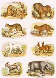 Biblical natural history