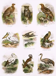 Biblical Natural History