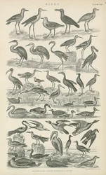 Birds