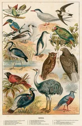 Birds