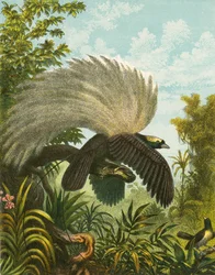 Birds of Paradise