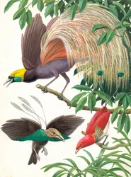 Birds of Paradise