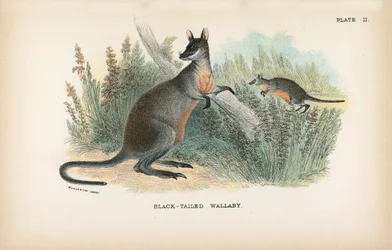 Black-Tailed Wallaby