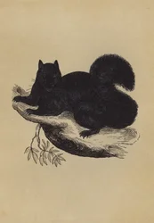 Black Squirrel