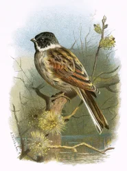 Black headed bunting