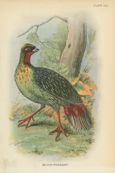 Blood-Pheasant