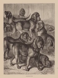 Bloodhounds