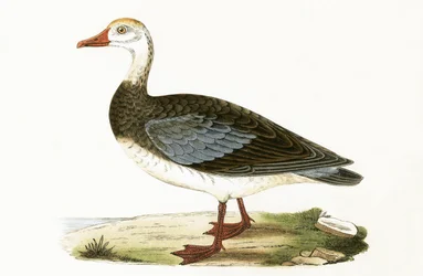 Blue Winged Goose, illustration from 