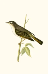 Bonelli