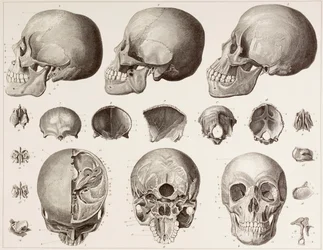 Bones of the head, after a 19th century print