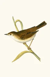 Booted Reed Warbler, Illustration from 