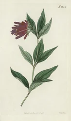 Botanical Engraving