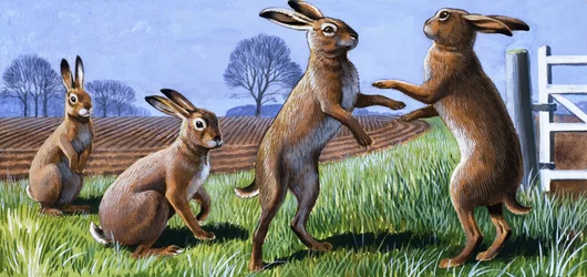 Boxing Hares