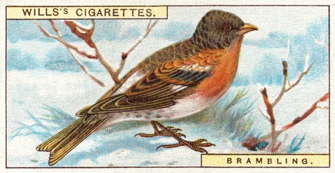 Brambling