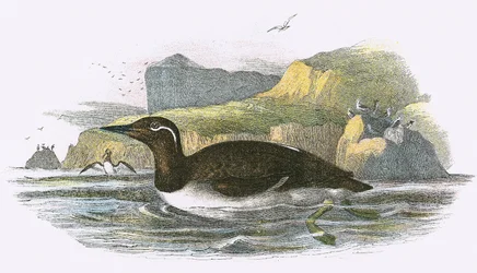 Bridled Guillemot