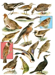 British Birds