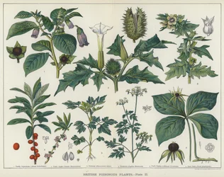 British Poisonous Plants