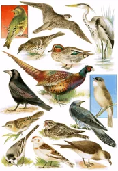 British Birds