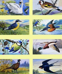 British Birds Montage