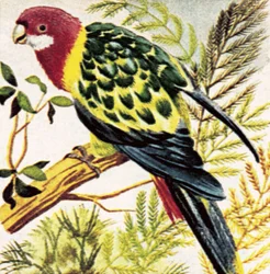 Broad-Tailed Parrots