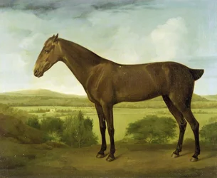 Brown Horse in a Hilly Landscape