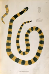 Bungarum Pamah Snake from An Account of Indian Serpents collected from the Coast of Coromandel by Patrick Russell, London, 1796