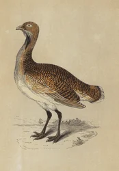Bustard