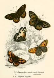 Butterflies