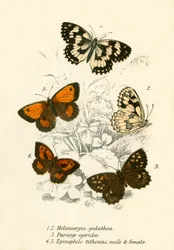 Butterflies
