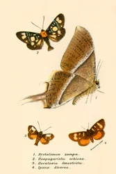 Butterflies