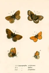Butterflies