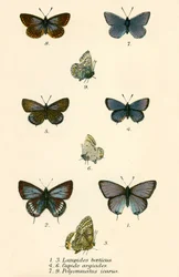 Butterflies
