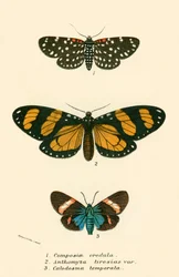 Butterflies