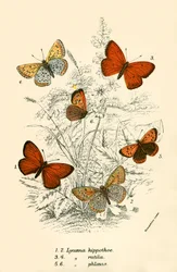 Butterflies
