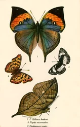Butterflies