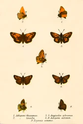 Butterflies