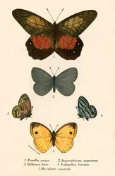 Butterflies